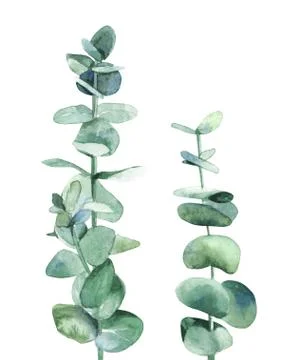 Silver blue eucalyptus branch. Botanical plant leaves. Design for wedding Stock Illustration