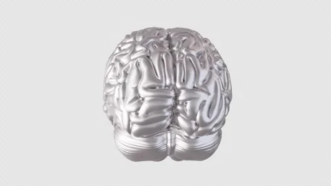 Silver Brain Model 360 Degree Rotation Display Stock Footage 307011862