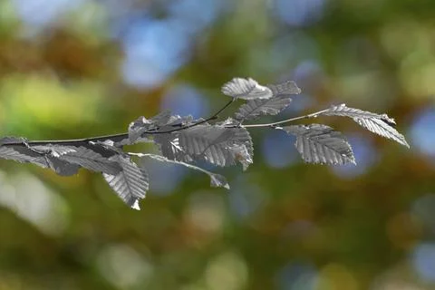 Silver branch Stock Photos