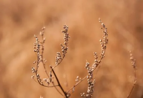 Silver branches Stock Photos