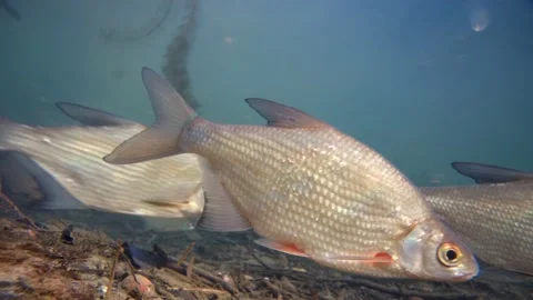 Silver bream, Blicca bjoerkna fish school close up from the side in river, 4K Stock Footage 146158745