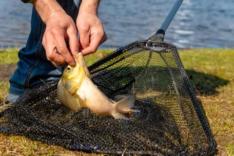 Silver Bream Fish Inside Black Landing Net 스톡 사진