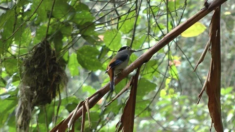 Silver-breasted broadbill, Malaysia Stock Footage 88547038