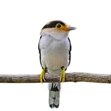Silver-breasted broadbill Stock Photos