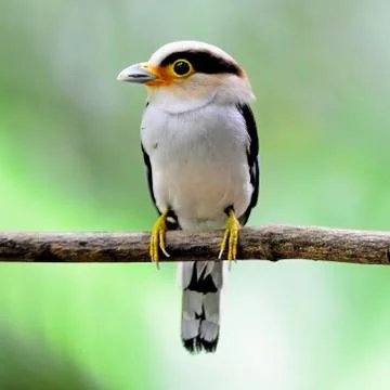 Silver-breasted broadbill Stock Photos
