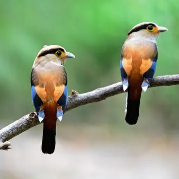 Silver-breasted broadbill Stock Photos