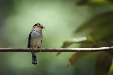 Silver-breasted broadbill Stock Photos