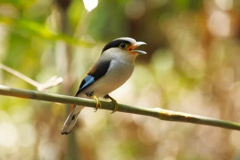 Silver-breasted broadbill Photos