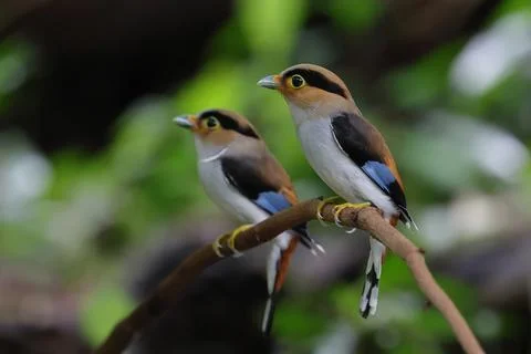 Silver-breasted Broadbill Fotos de archivo