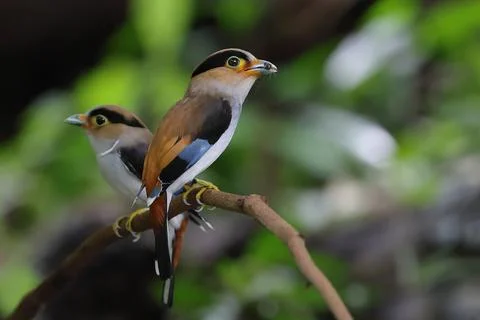 Silver-breasted Broadbill Stock Photos