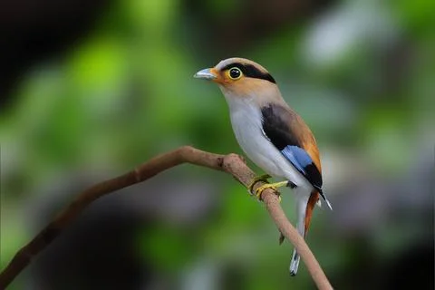 Silver-breasted broadbill Stock-Fotos