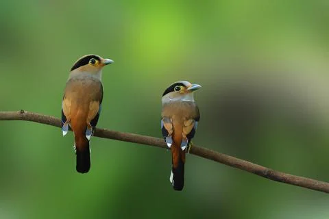 Silver-breasted broadbill Stock Photos