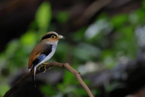 Silver-breasted broadbill Foto stock