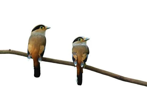 Silver-breasted broadbill 스톡 사진