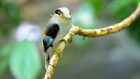 Silver-breasted Broadbill on tree branch Stock Footage 94250189