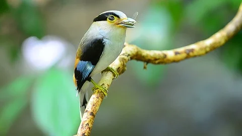 Silver-breasted Broadbill on tree branch Stock Footage 94250206