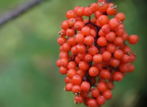 Silver Buffaloberry in the garden close up Stock Photos