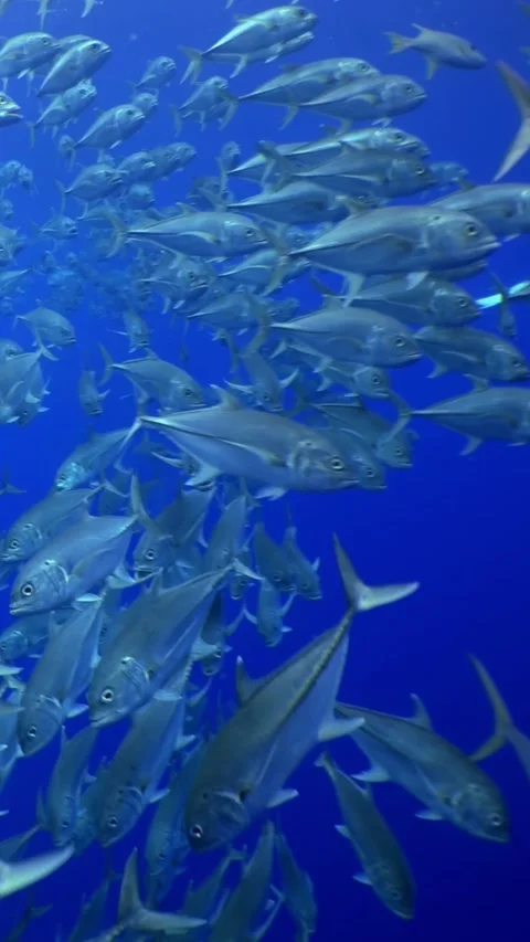 Silver Bullets Swim in Formation a Tuna School in the Deep Blue 库存影片 320520485