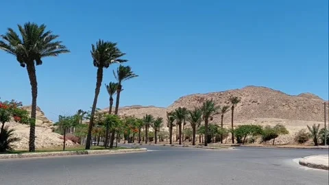 Silver car driving on asphalt road with palm alley in Sahl Hasheesh Egypt Stock Footage 337481355