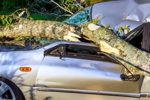 Silver car with large tree branch resting on it after storm damage in resid.. Stock Photos