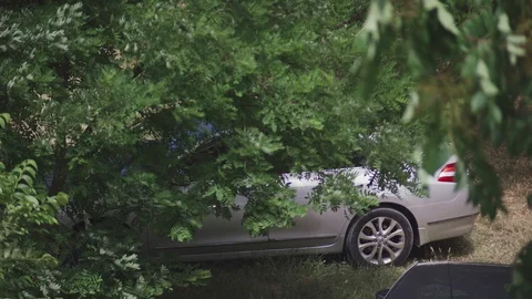 Silver car in the shade under a big green tree Stock Footage 110836564