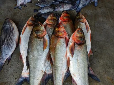 Silver carp fish arranged in row in indian fish market for sale Stock Photos