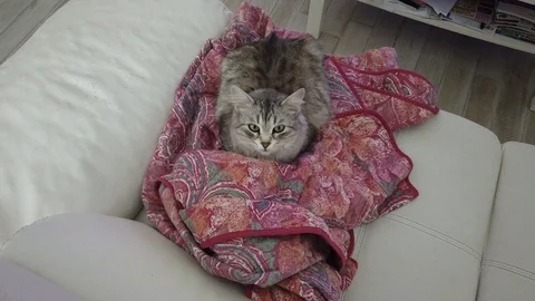 Silver cat on a colored blanket, siberian breed Vídeo Stock 125609043