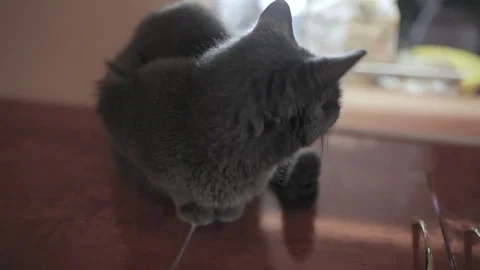 The silver cat Stock Footage 83645774