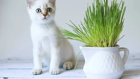 Silver cat Video stock 157734347