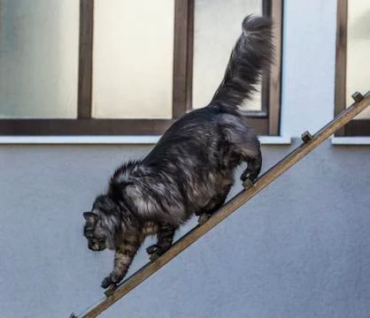 Silver cat is going out Foto stock
