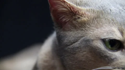 Silver cat just turns its head Stock Footage 35525685