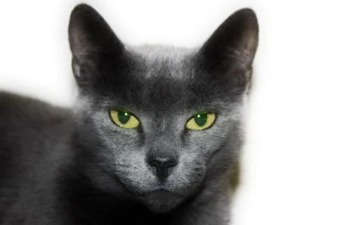 Silver cat Stock Photos