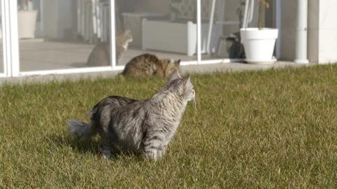 Silver cat playing outdoor in a garden, siberian breed Vídeo Stock 101764448