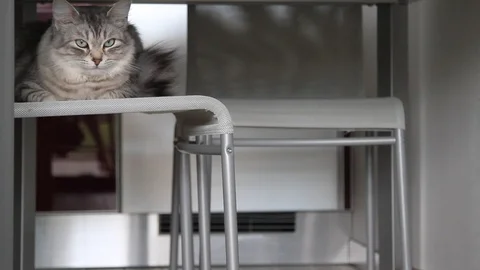 Silver cat in relax on a chair Vídeo Stock 97395341