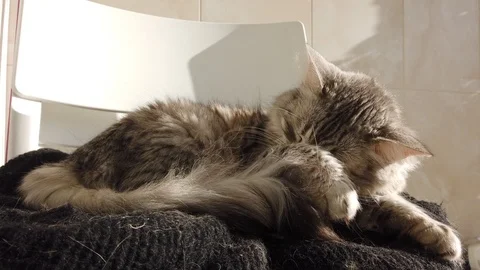 Silver cat in relax outdoor, lying on a cushion Vídeo Stock 122159448