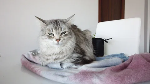 Silver cat in relax on a table, siberian female Vídeo Stock 127699779