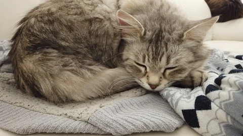 Silver cat in relax on a white sofa Vídeo Stock 123671770