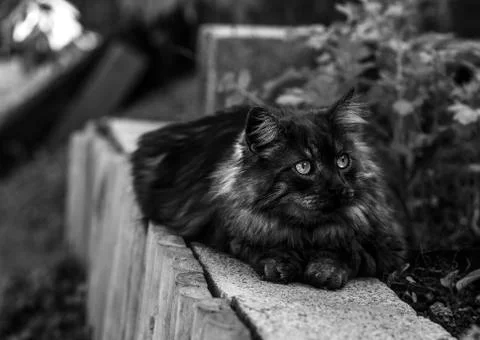 Silver cat relaxing Stock Photos