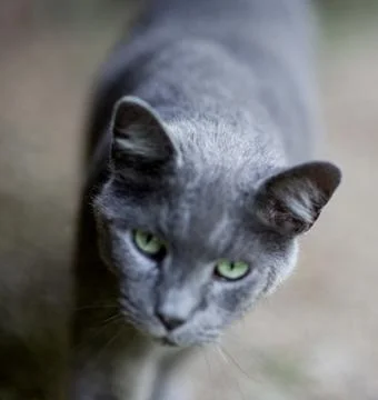 Silver cat with sharp green eyes Stock Photos