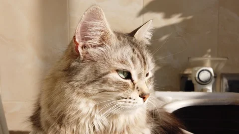 Silver cat of siberian breed Stock Footage 122044669