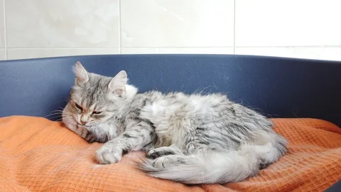 Silver cat of siberian breed lying on an orange blanket Stock Footage 129113242