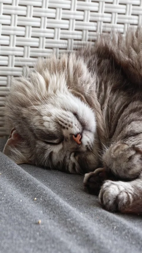 Silver cat of siberian breed in sleeping time Vídeo Stock 313745869
