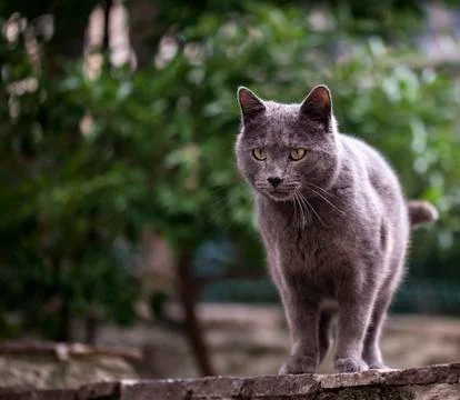 Silver cat is staring at something Stock Photos