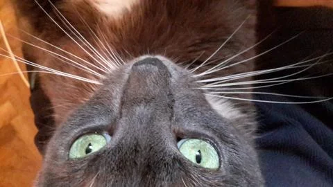 Silver cat2 Stock Photos