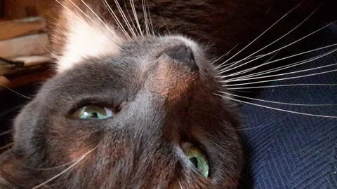 Silver cat3 Stock Photos