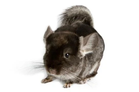 Silver chinchilla Stock Photos