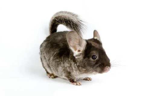 Silver chinchilla Stock Photos