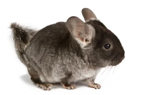 Silver chinchilla Stock Photos