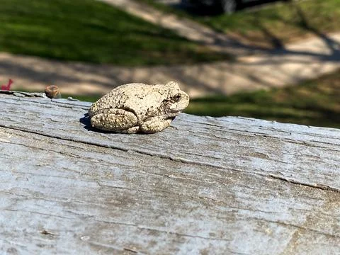Silver Chirping Frog Close Up Stock Photos