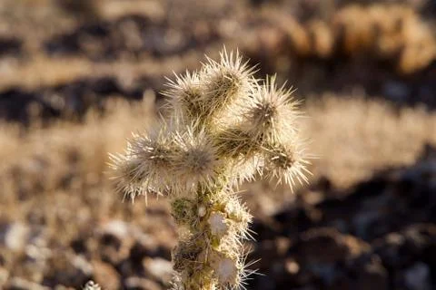 Silver Cholla Stock Photos